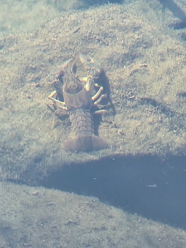 Virile Crayfish