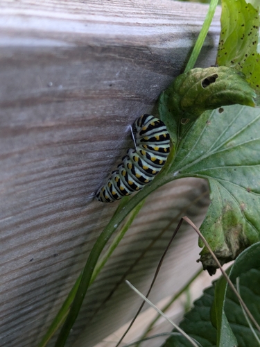 Black Swallowtail