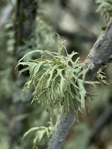 iNaturalist observation photo of bushy lichens