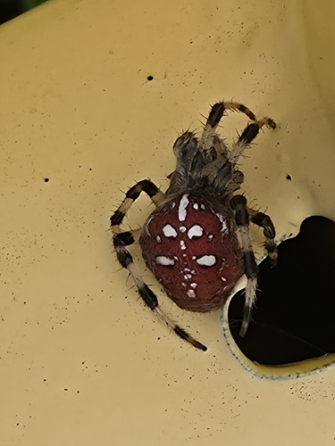 Four-spot Orbweaver