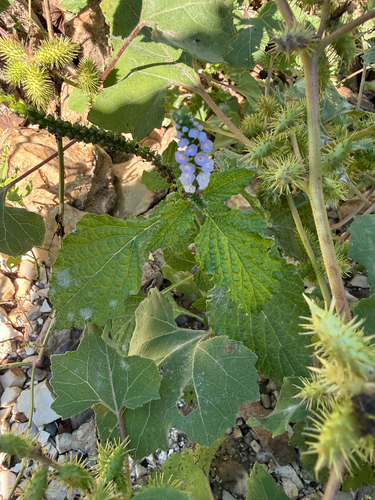 Indian Heliotrope