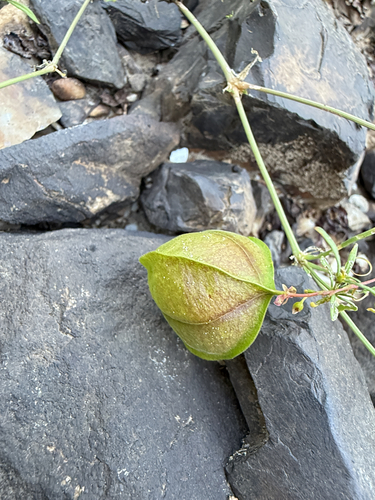 Lesser Balloon Vine