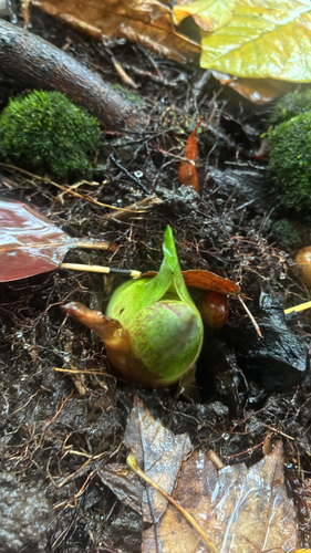 Eastern Skunk Cabbage