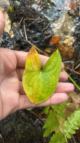 Sagittifolia group