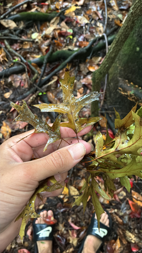 pin oak