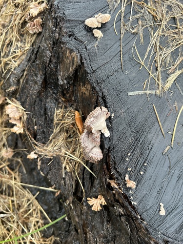 splitgill mushroom
