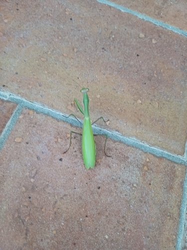 European Mantis