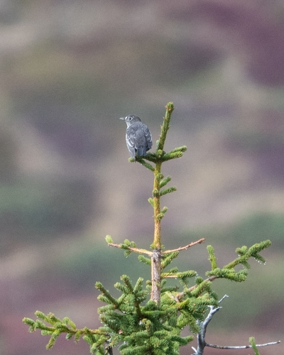 Mistle Thrush