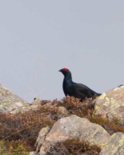 Black Grouse