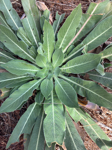iNaturalist observation photo of tall evening primrose