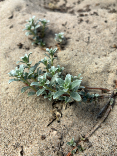 iNaturalist observation photo of beach suncup