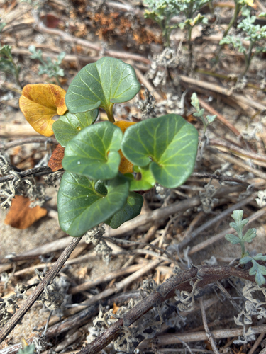 iNaturalist observation photo of Sea Bindweed