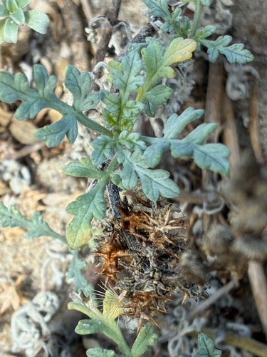 iNaturalist observation photo of Ragweeds