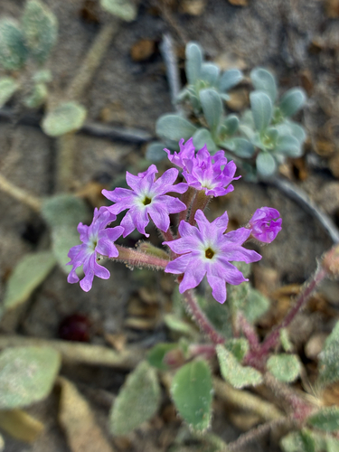 iNaturalist observation photo of sand verbenas