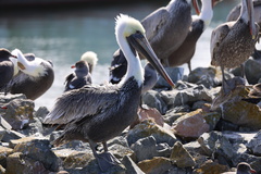 California Brown Pelican