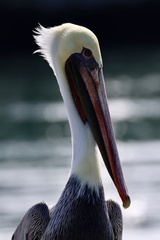 California Brown Pelican