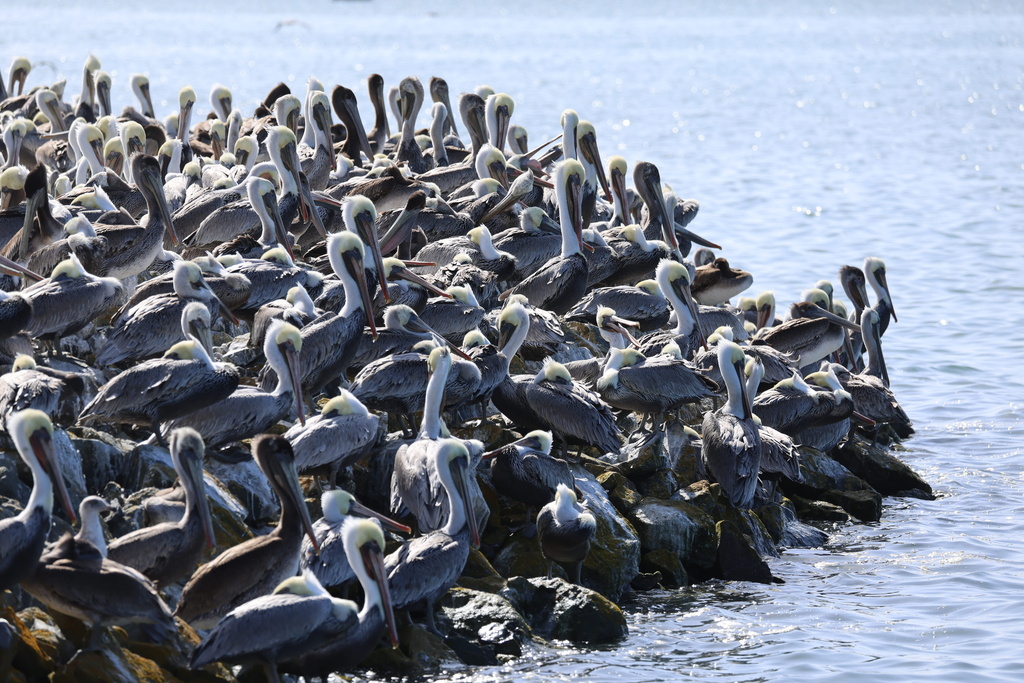 California Brown Pelican