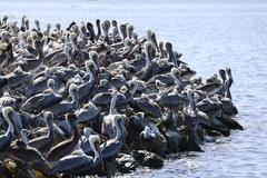 California Brown Pelican