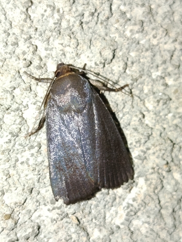 Amphipyra livida