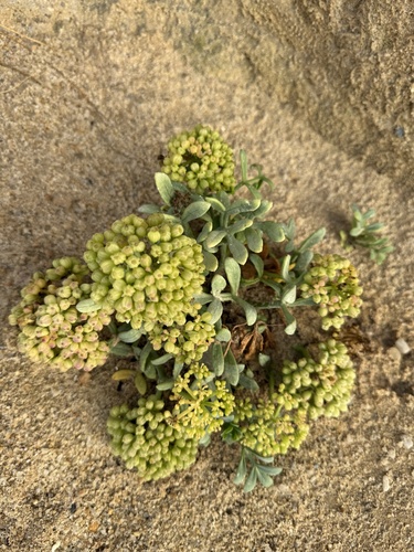 rock samphire