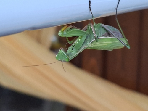 European Mantis