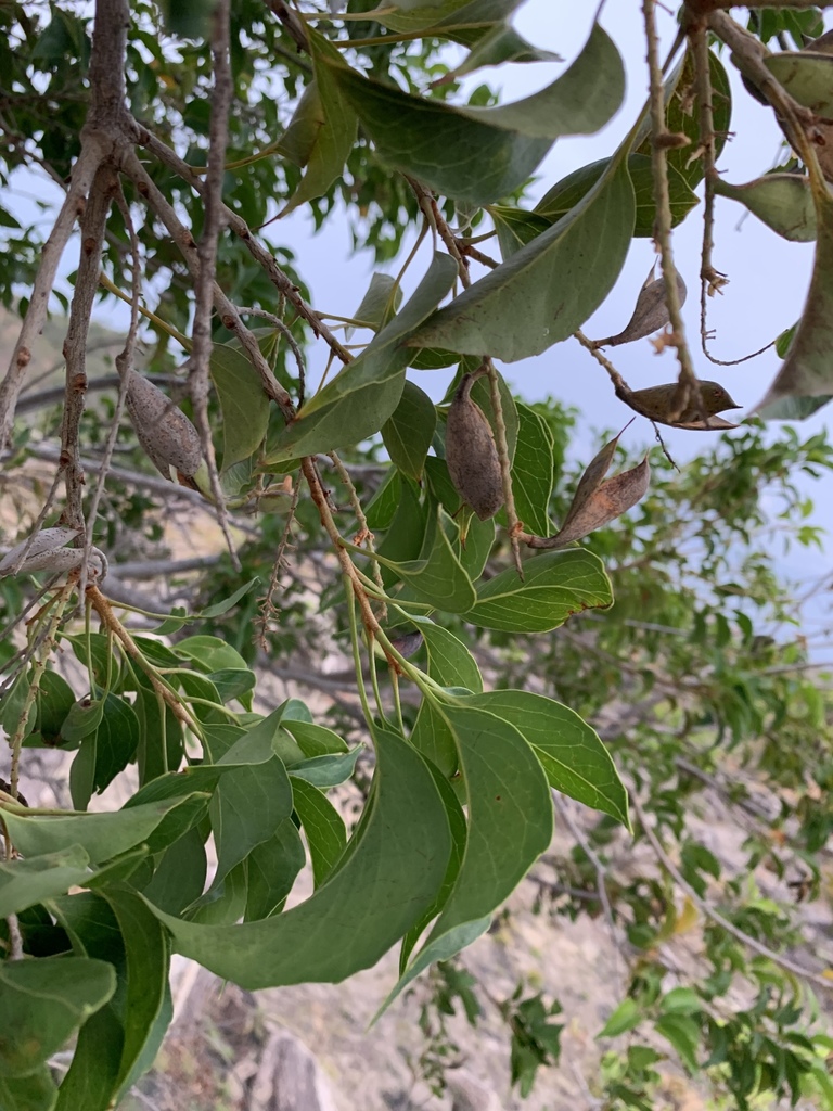 Roupala montana from Bagaces, Guanacaste, CR on May 8, 2020 at 05:35 PM