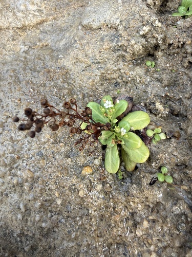 Thin Leaf Brookweed