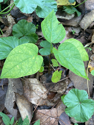 northern catalpa