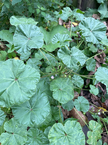 dwarf mallow