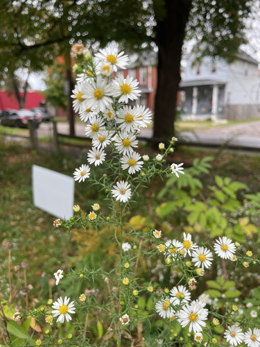 frost aster