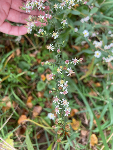 calico aster