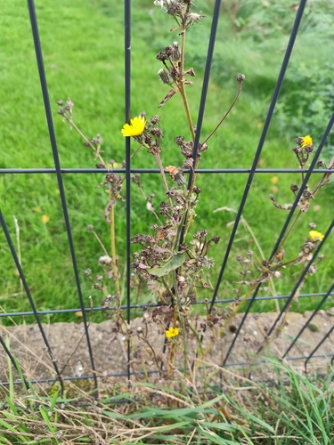 Hawkweed Oxtongue