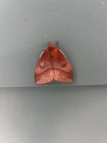 Io Moth