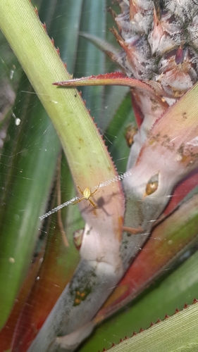 Silver Garden Orbweaver