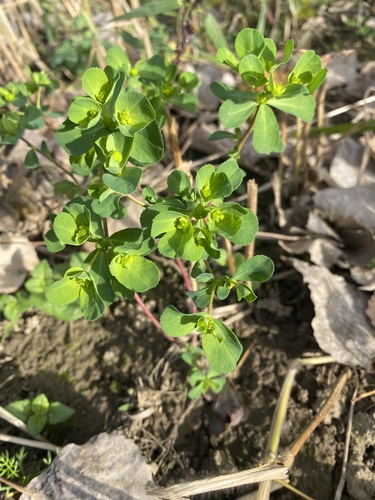 Sun spurge