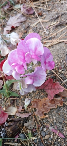 broad-leaved sweet pea