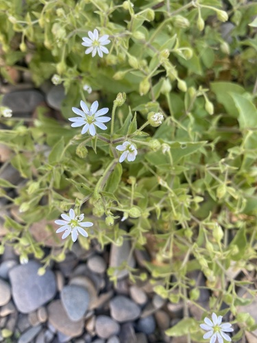 Water Chickweed