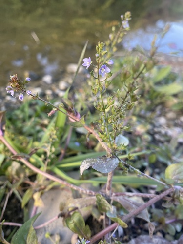 blue water-speedwell