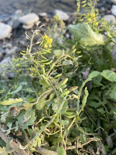 Bog Yellowcress