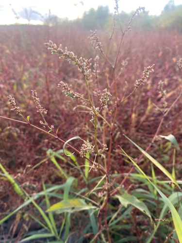 pale smartweed