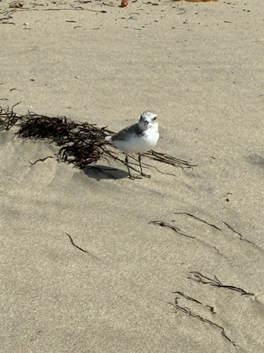iNaturalist observation photo of Snowy Plover