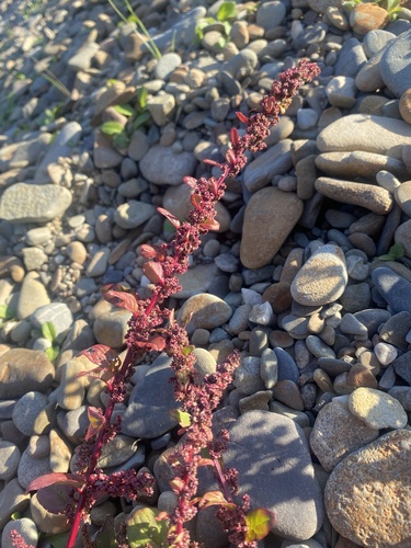 Many-seeded Goosefoot
