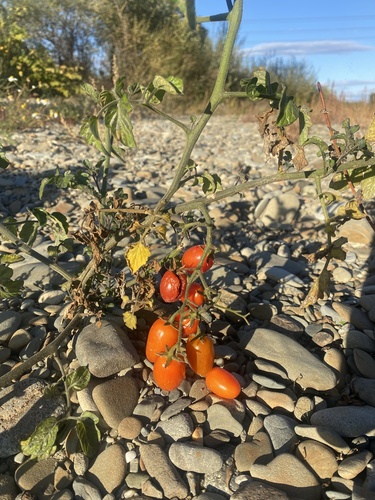 tomato