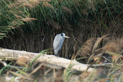 Grey Heron