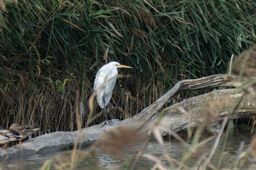 Great Egret