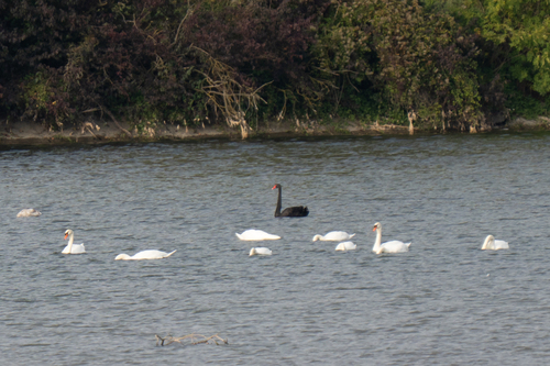 Black Swan