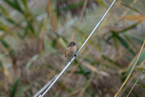 European Stonechat