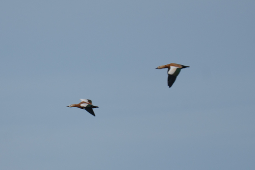 Ruddy Shelduck