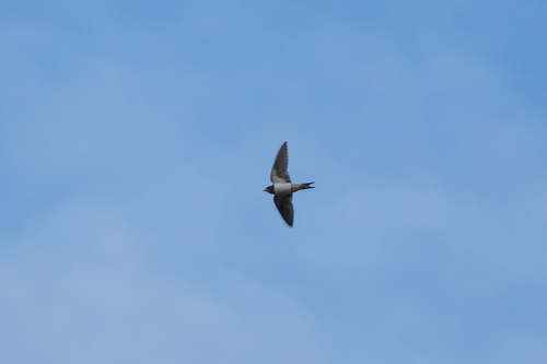 Barn Swallow