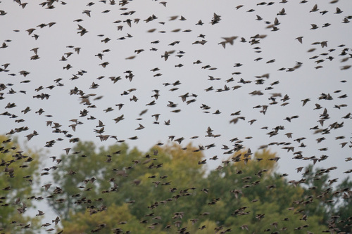 European Starling